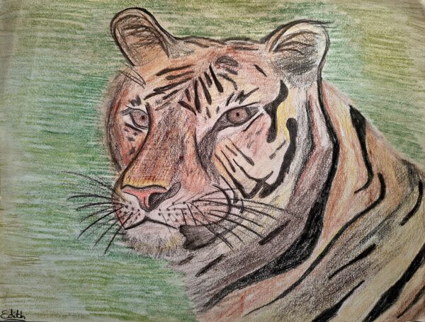 Tigre n°12