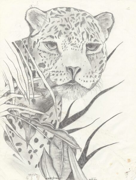 Gros chaton mignon n°11