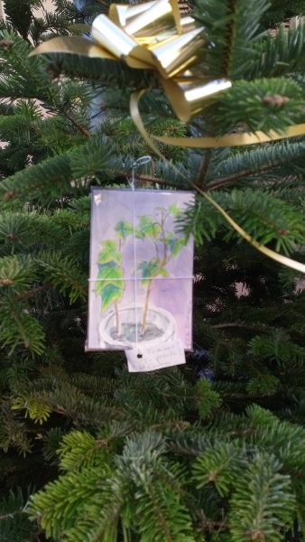 Lierre : vignette n°1