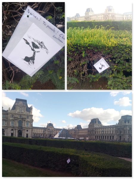 Le pin parasol : vignette n°1