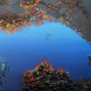 Afficher Disparition de la faune…