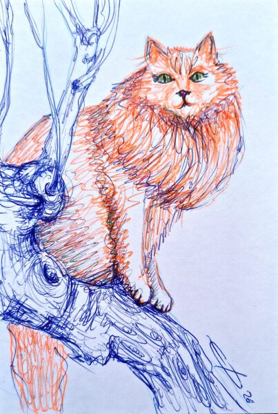 Un chat carotte n°0