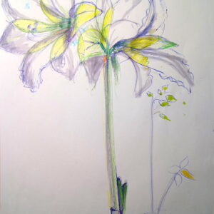 Afficher Chlorophylle