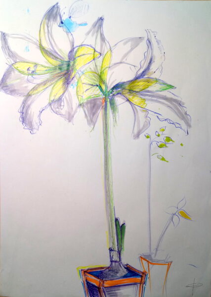 Amaryllis en fleur n°5