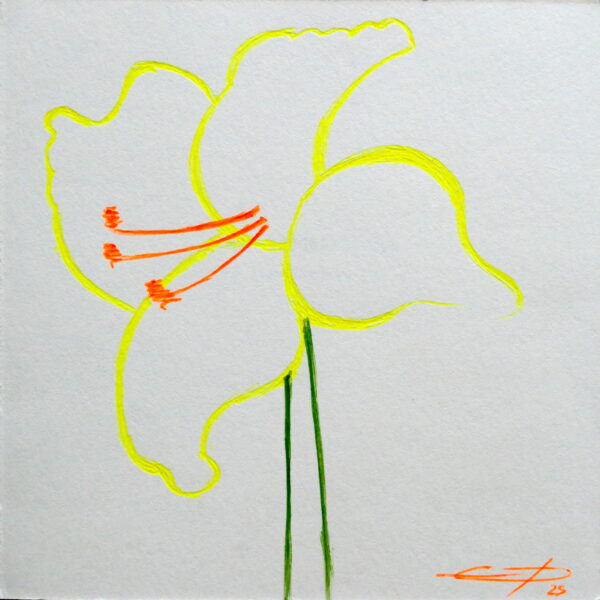 Amaryllis n°4