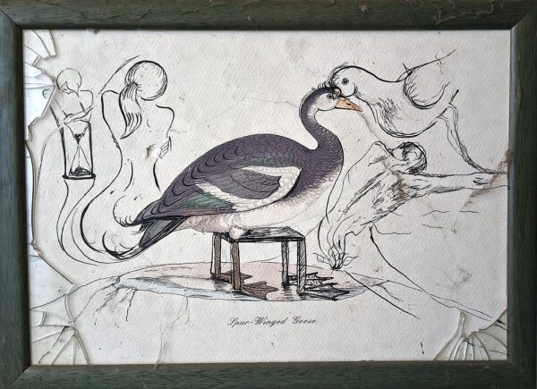 Espèce de Canard n°6