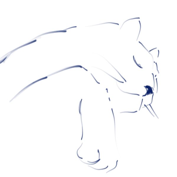 E-croquis chat n°3
